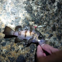 久しぶりのメバリング