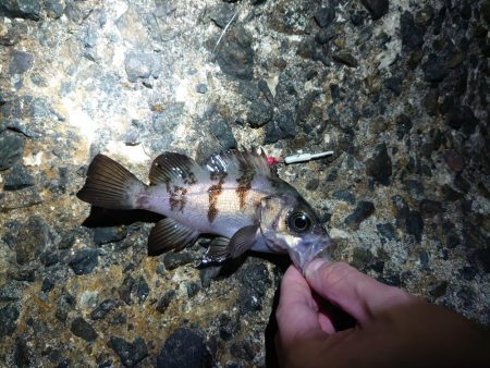 久しぶりのメバリング