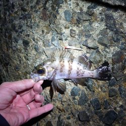 寒空の下でメバリング