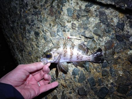 寒空の下でメバリング