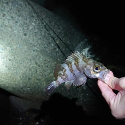 メバリングリベンジ