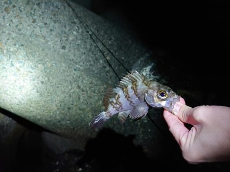 メバリングリベンジ