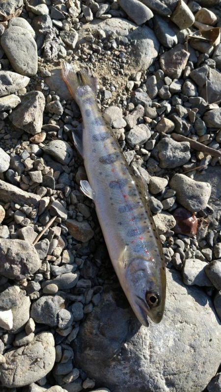 アマゴ釣り(管理釣り場)