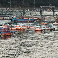 小島養魚場でトラウトサーモン☆