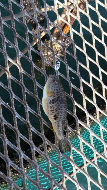 小島養魚場でトラウトサーモン狙い２☆