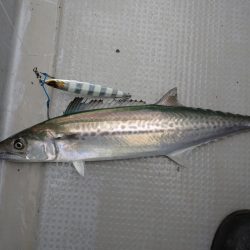 ジギング船青物は撃沈、高級魚ゲストゲット