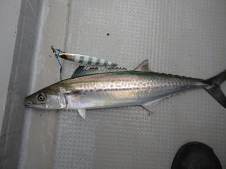 ジギング船青物は撃沈、高級魚ゲストゲット