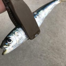 サビキでマイワシ大漁