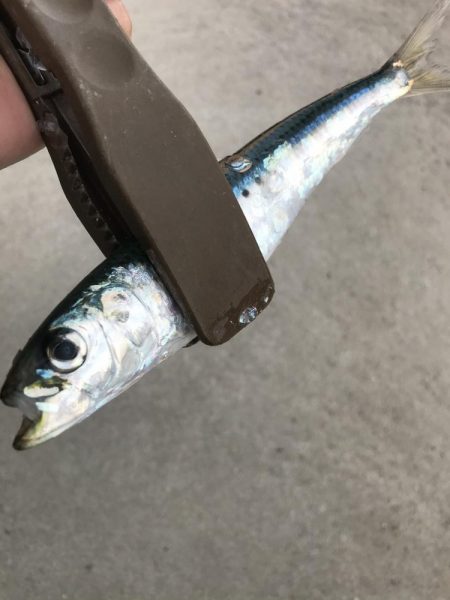 サビキでマイワシ大漁