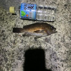 極寒メバリング