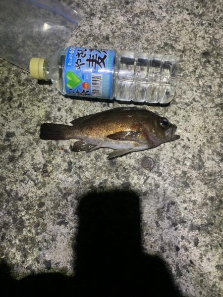 極寒メバリング