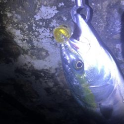 青物トップ最高