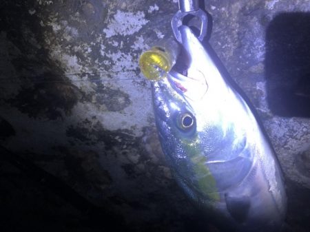 青物トップ最高