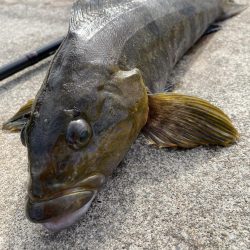 ロックフィッシュ