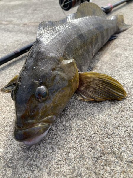 ロックフィッシュ