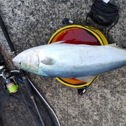 今日は一投目で釣れた。