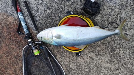 今日は一投目で釣れた。