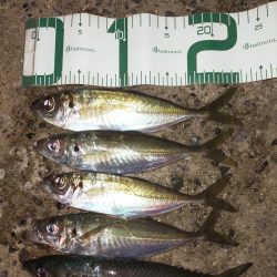 久しぶりのアジ