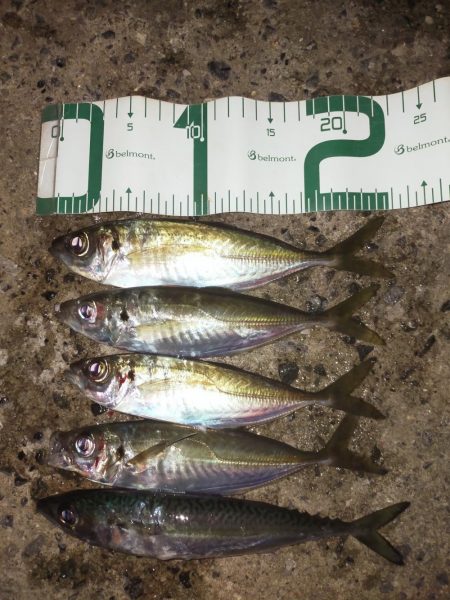 久しぶりのアジ