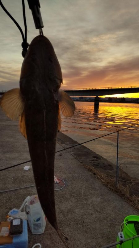 フラットフィッシュ狙い