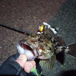 2022/02/03 南港ライトゲーム釣行