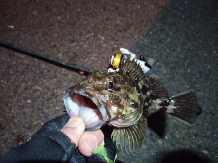 2022/02/03 南港ライトゲーム釣行