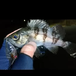 プラグとジグヘッド