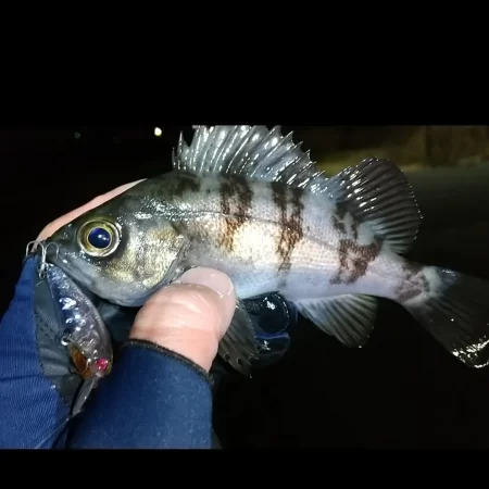 プラグとジグヘッド