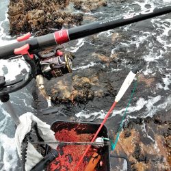 フカセ‥最高ですネ・・