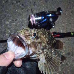 2022/02/09 南港ライトゲーム釣行