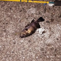 プラグでゲット