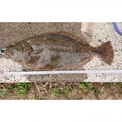 今年初のヒラメ❗