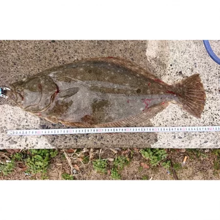 今年初のヒラメ❗