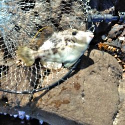 フカセ‥最高ですネ・・