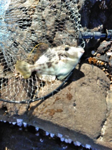 フカセ‥最高ですネ・・