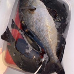 和歌山市江(吉丸渡船)で磯フカセ