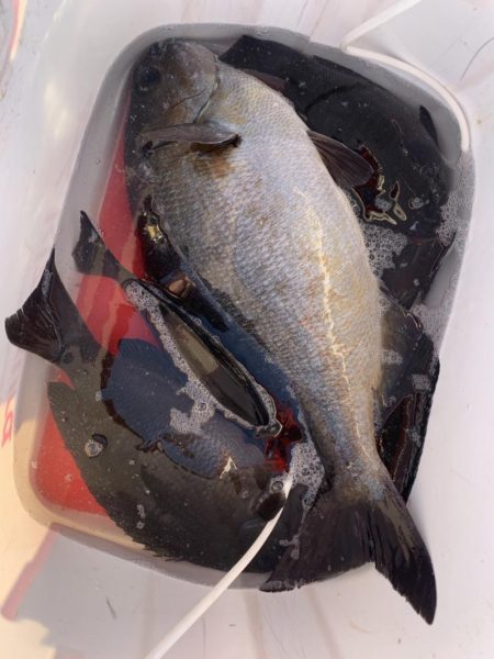 和歌山市江(吉丸渡船)で磯フカセ