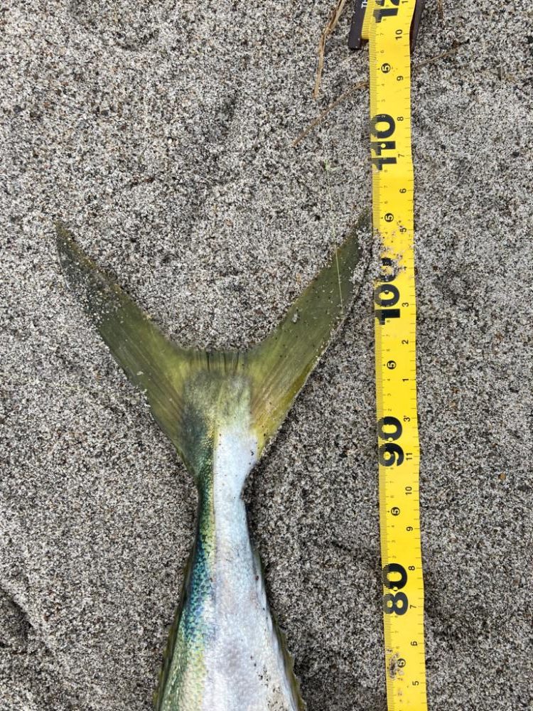 吹上浜ブリついに‥