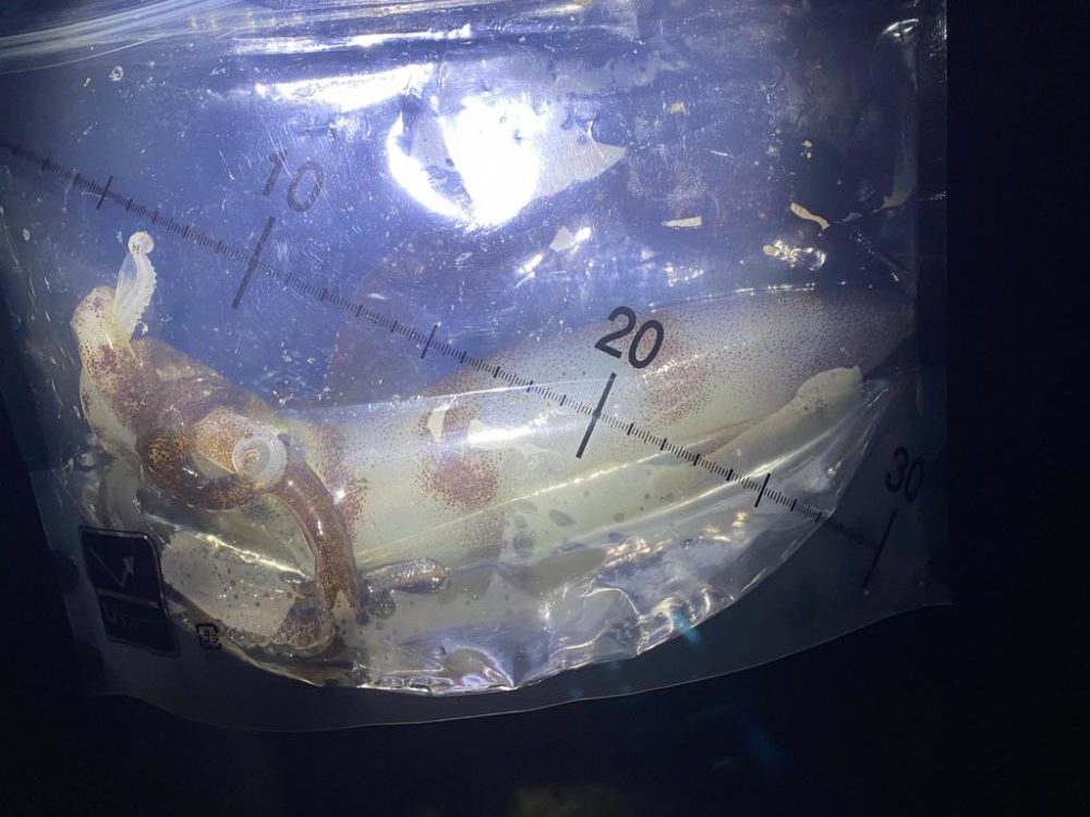 バースデーアオリイカ頂きました〜！