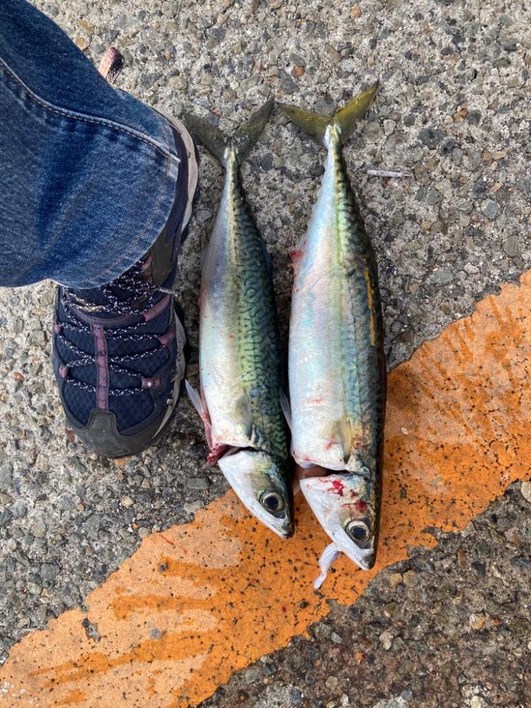 サビキで大サバ!