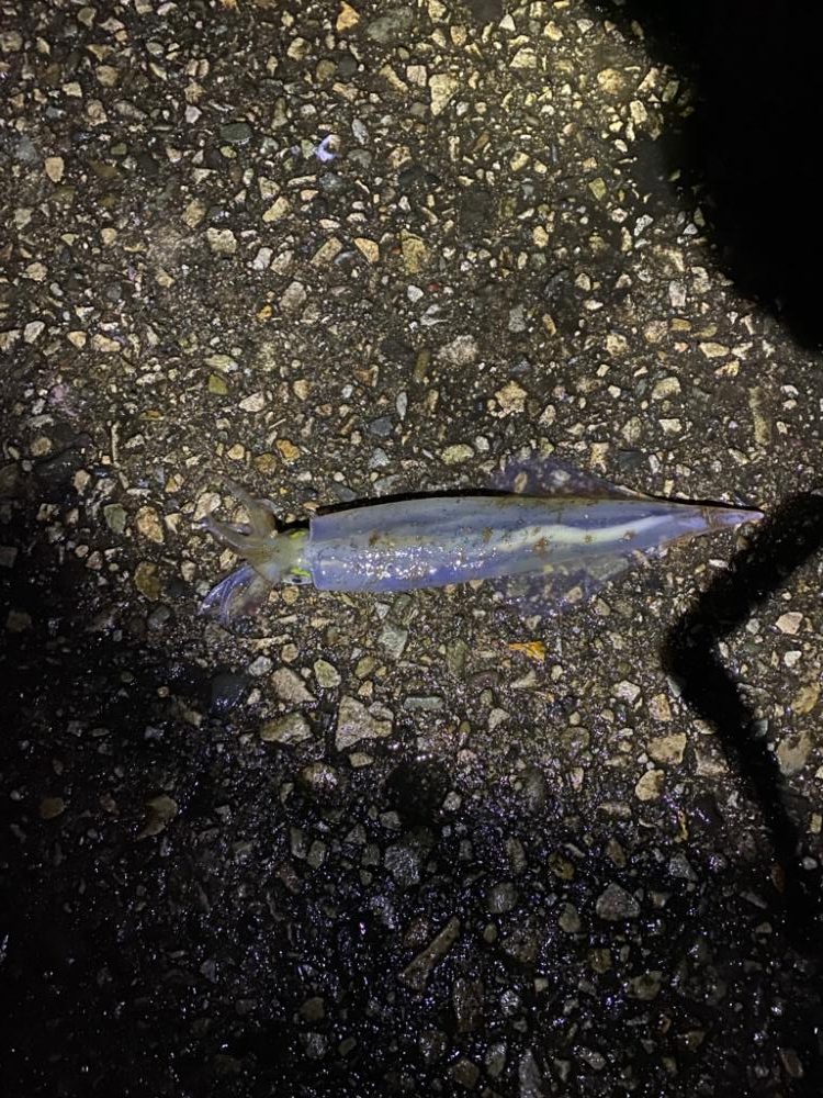 ヤリイカ釣行