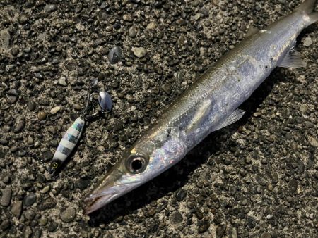 ジャックアイ豆マキマキでカマスゲーム