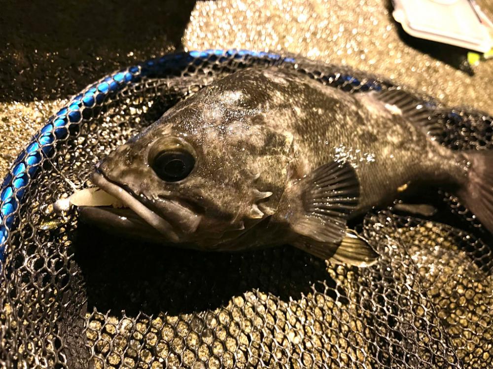 価値のある1匹。