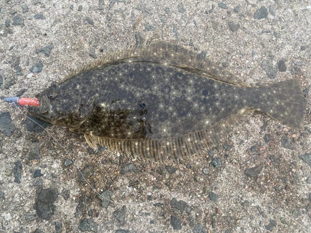 今年初ヒラメ（ソゲ）