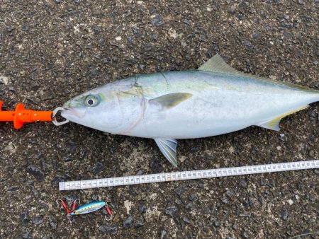 自作の落としダモ初出動！（笑）