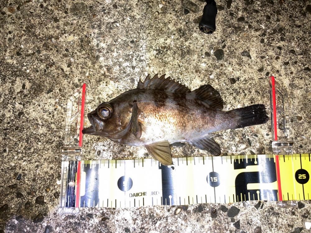 【メバリング】続•フロートメバリング