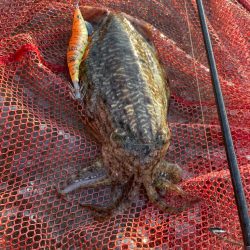 癒しのエギング