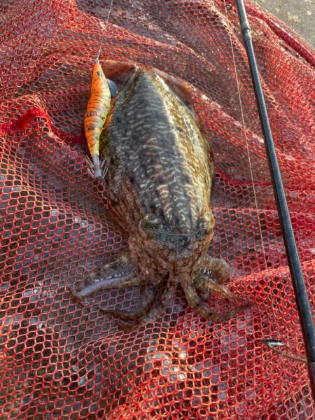 癒しのエギング