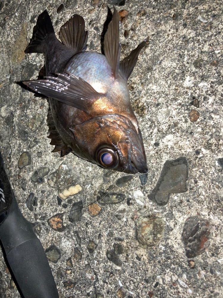 【メバリング】フロートメバリング