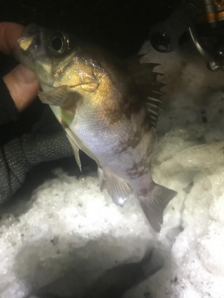 メバルとタケノコ